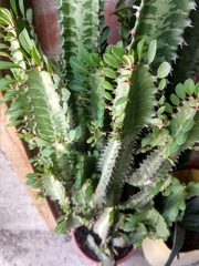 Euphorbia trigona