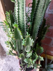 Euphorbia trigona