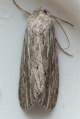 Catabena lineolata
