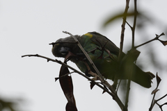 Poicephalus meyeri transvaalensis