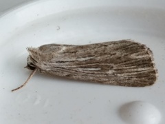 Catabena lineolata