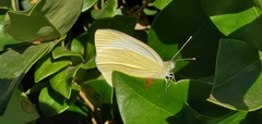 Pieris rapae