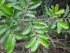 Antidesma vogelianum