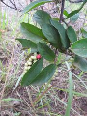 Antidesma vogelianum