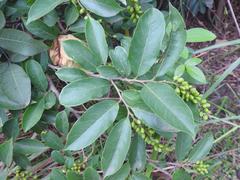 Antidesma vogelianum