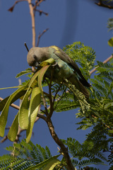 Poicephalus meyeri transvaalensis
