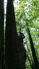 Sciurus carolinensis