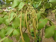 Markhamia obtusifolia