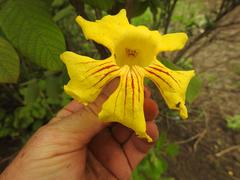 Markhamia obtusifolia