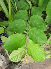 Grewia flavescens
