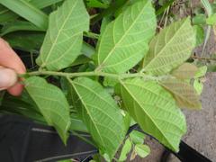 Grewia flavescens