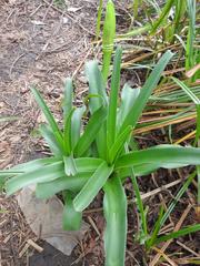 Crinum ornatum
