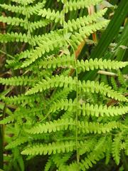 Thelypteris confluens