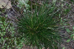 Festuca filiformis