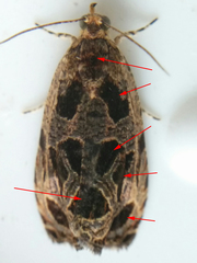 Olethreutes tilianum