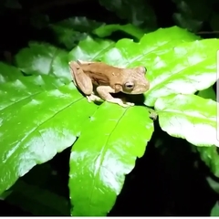 Ptychohyla euthysanota