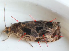 Olethreutes tilianum