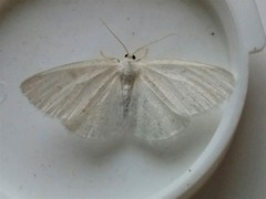 Protitame virginalis