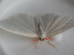 Protitame virginalis