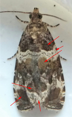 Olethreutes valdanum