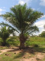 Raphia farinifera