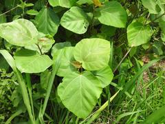 Ficus vallis-choudae