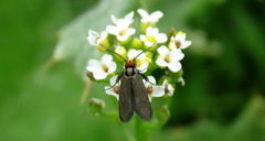 Cauchas rufifrontella