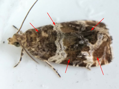 Olethreutes valdanum