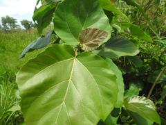 Ficus vallis-choudae