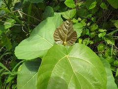 Ficus vallis-choudae