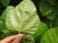 Ficus vallis-choudae