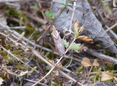 Ancylosis cinnamomella