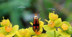 Nemophora fasciella