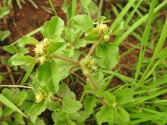 Acanthospermum australe