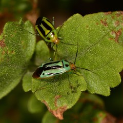 Poecilocapsus nigriger