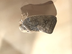 Metcalfa