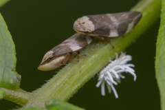 Ortaliini