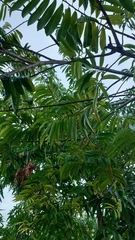 Annona reticulata