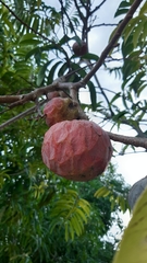 Annona reticulata