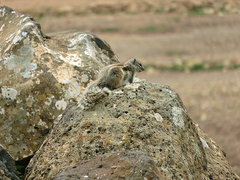 Atlantoxerus getulus