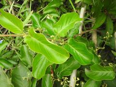 Tacazzea apiculata