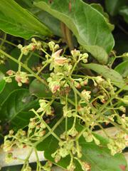 Tacazzea apiculata