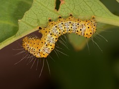 Alypiodes bimaculata
