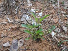 Ocimum centraliafricanum