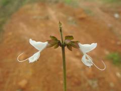 Ocimum centraliafricanum