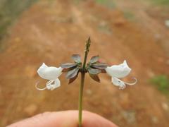 Ocimum centraliafricanum