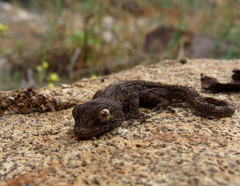Tarentola angustimentalis