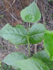 Steganotaenia araliacea