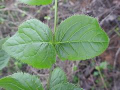 Steganotaenia araliacea