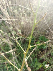 Asparagus aphyllus